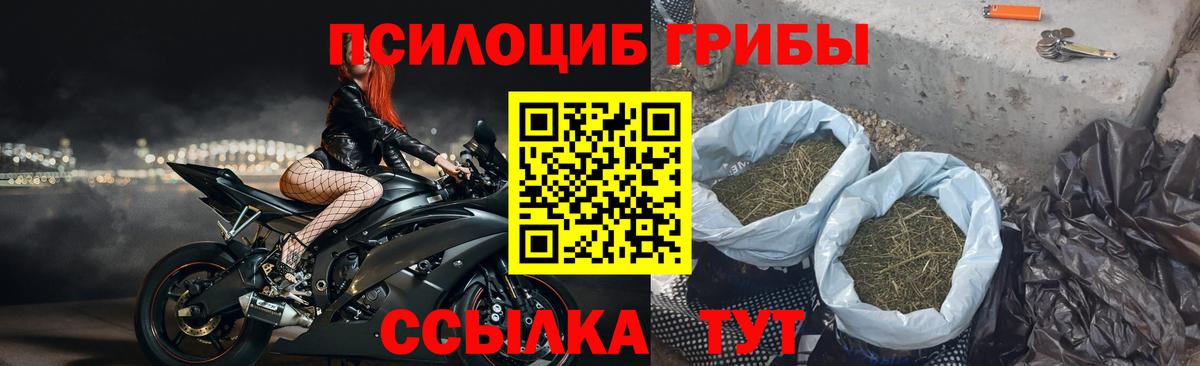 Ачхой-Мартан  Галлюциногенные грибы Psilocybe  Вход с VPN  Галлюциногенные грибы Psilocybe 